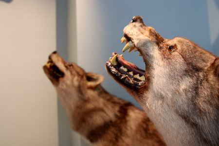 Suomen Metsästysmuseo