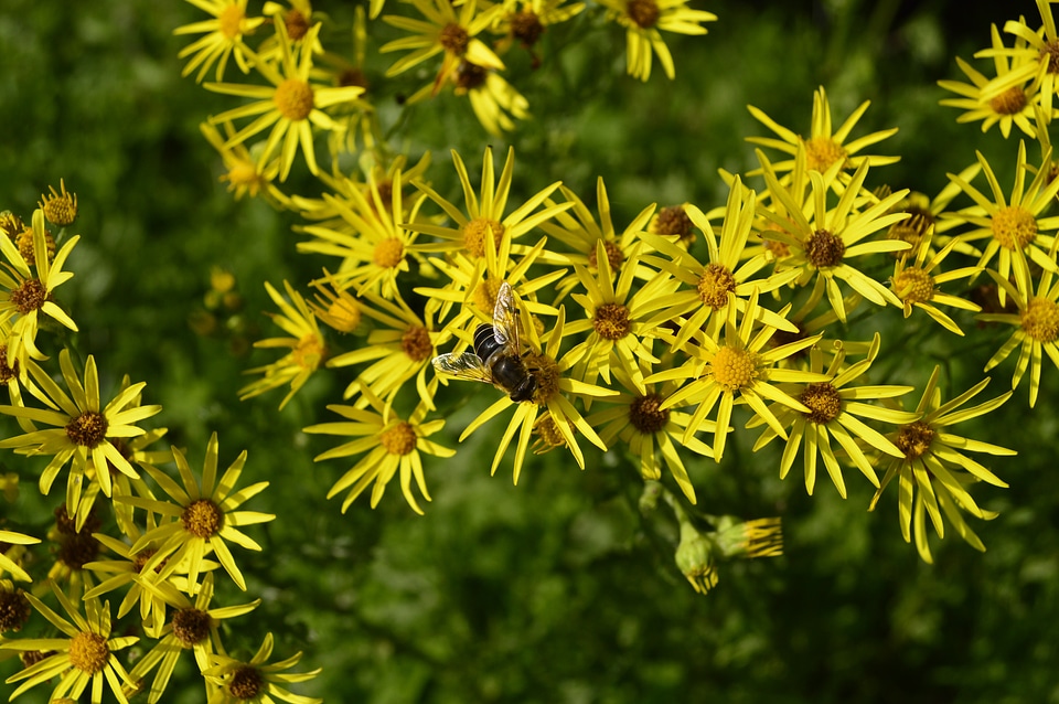 Yellow flower floral blossom