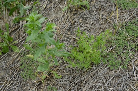 Crop Residue Management NR 21