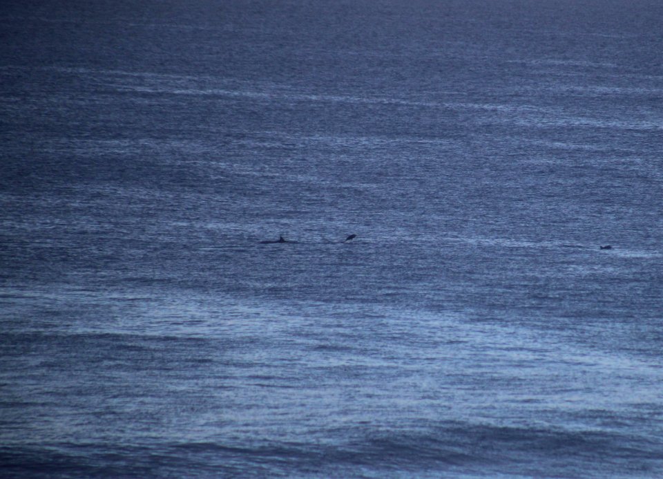 Spinner Dolphins from Balcony