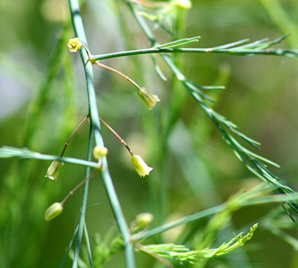 Plants OB 681