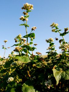 Crops121