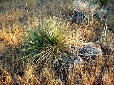 Plants OB 14