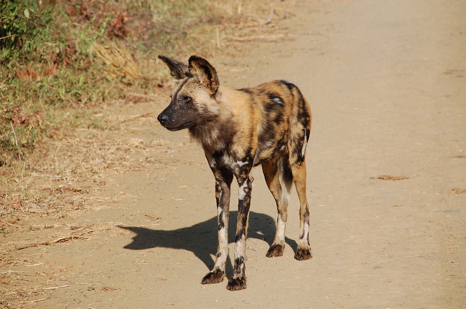 Wildlife animals wild dog