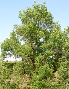 Trees96
