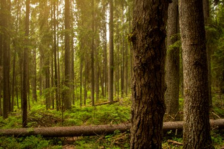 Evo Hiking Area, Hämeenlinna, Finland