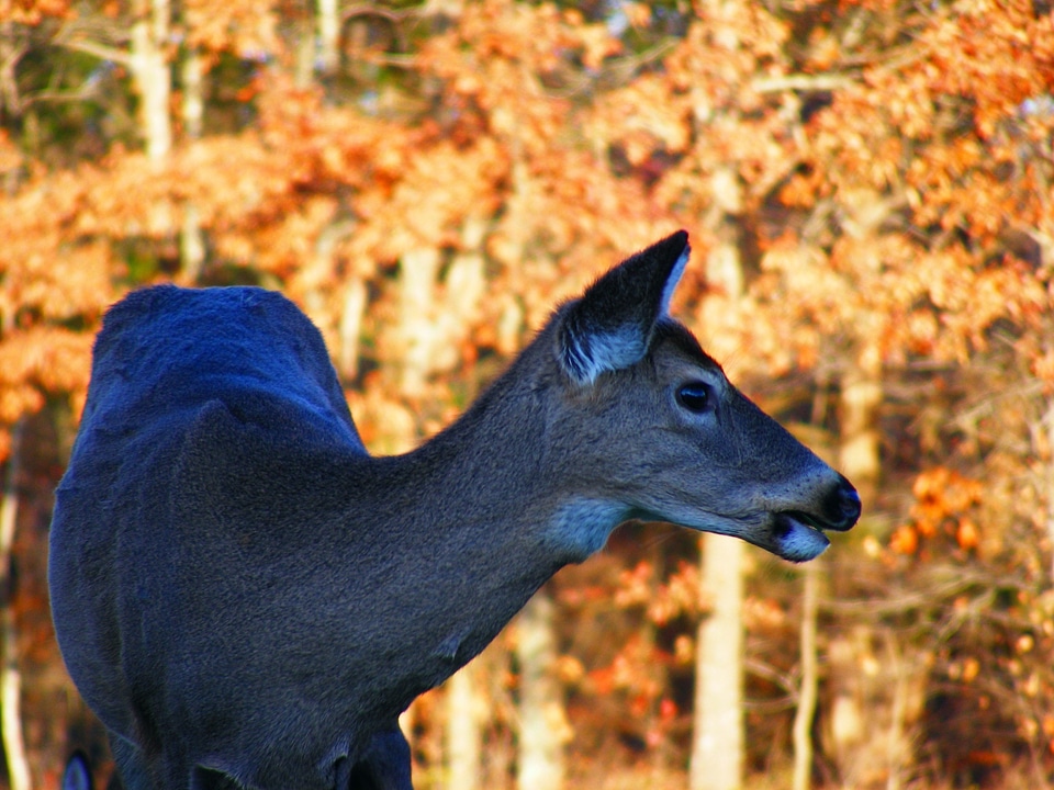 Doe nature outdoors