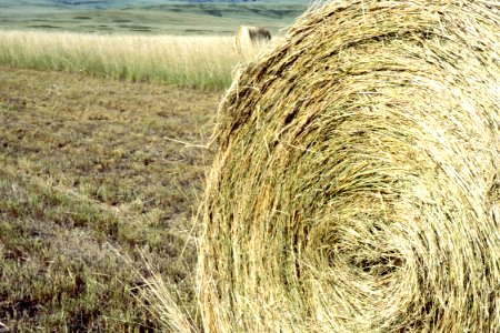 Hay12.tif