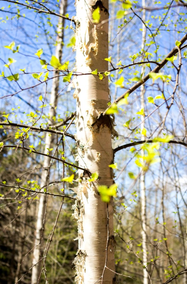 Aulanko, Hämeenlinna, Finland