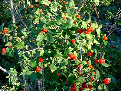 Plants OB 143