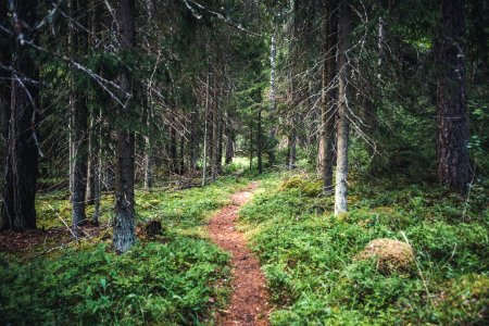 Aulanko, Hämeenlinna, Finland.