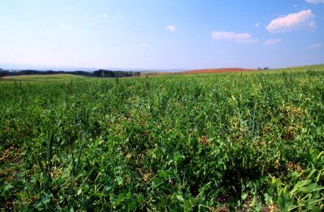 Crops04.tif