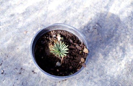Plants21.tif