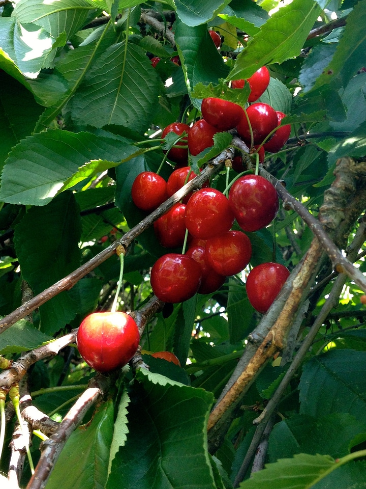 Red tree cherry harvest
