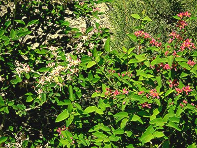 Plants OB 139