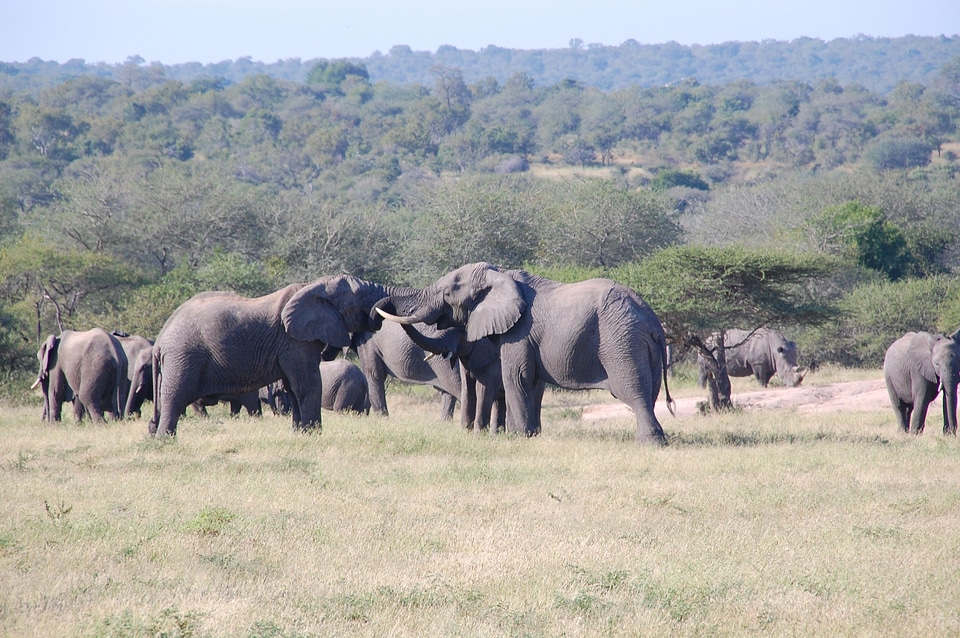 Wildlife animals elephants