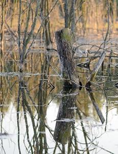 Nature water reflection