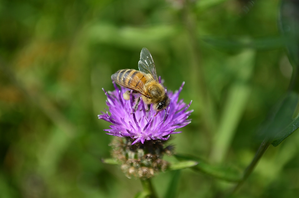 Plant bee insect