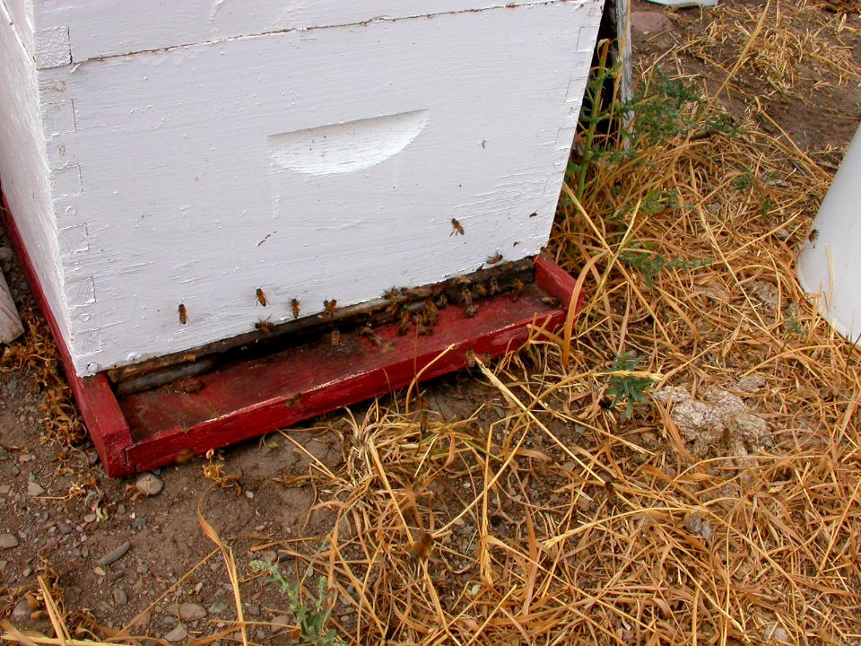 Pollinators12.tif