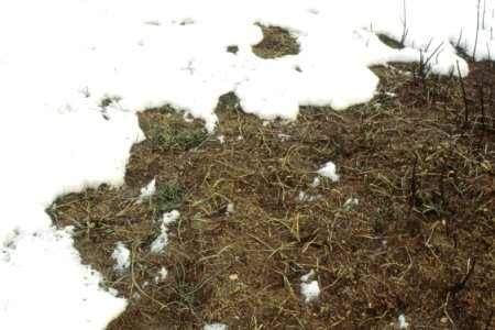 Snow Survey08.tif