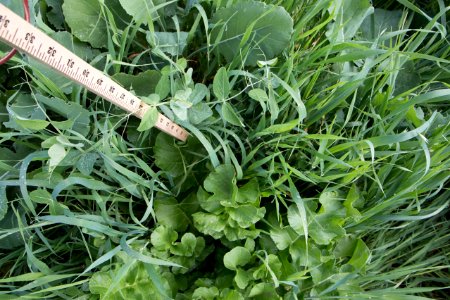 Cover Crops RO 25-X2