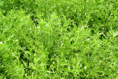 Crops88.tif