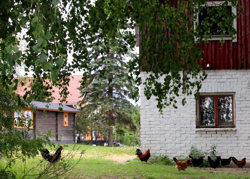 Hakolan marjatila Janakkala