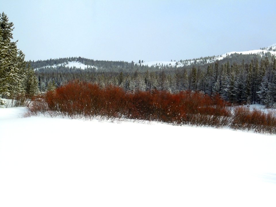 Snow011