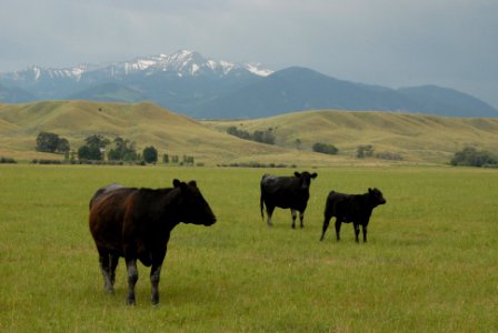 Livestock090