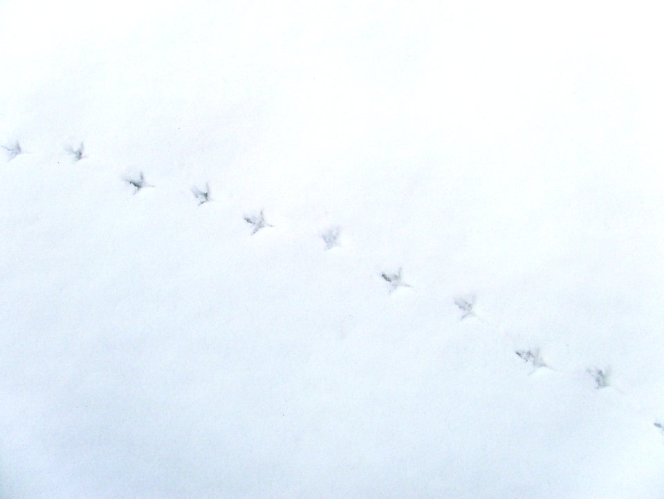 Snow mm 3-26-2011