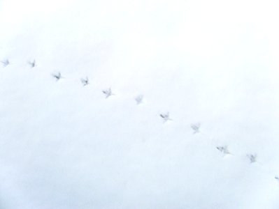 Snow mm 3-26-2011