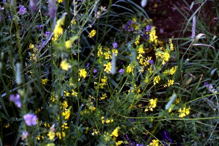 Plants24.tif