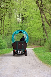 Coach horse coachman