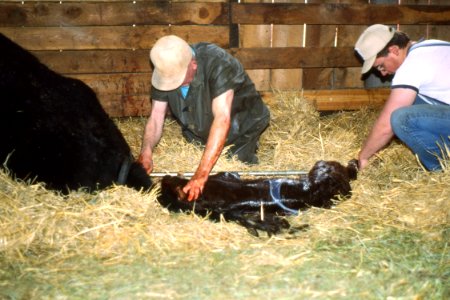 Livestock54.tif