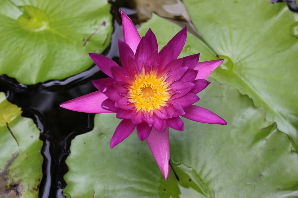 Lotus flower flowers nature