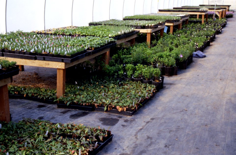 Plants10.tif