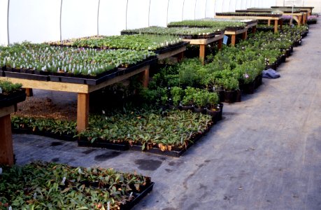 Plants10.tif