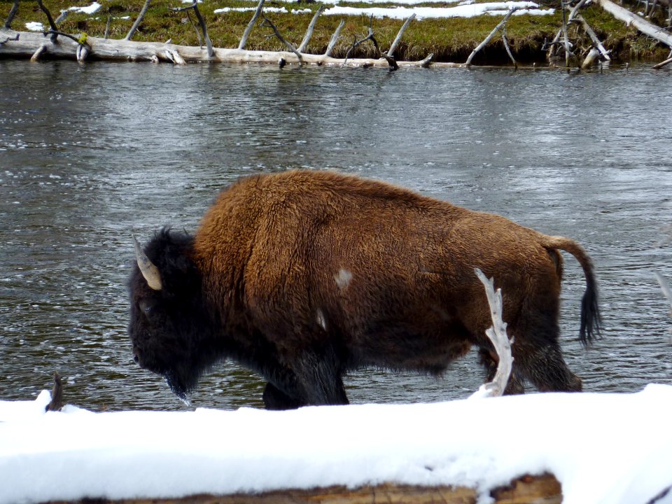 Wildlife126