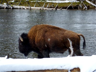 Wildlife126