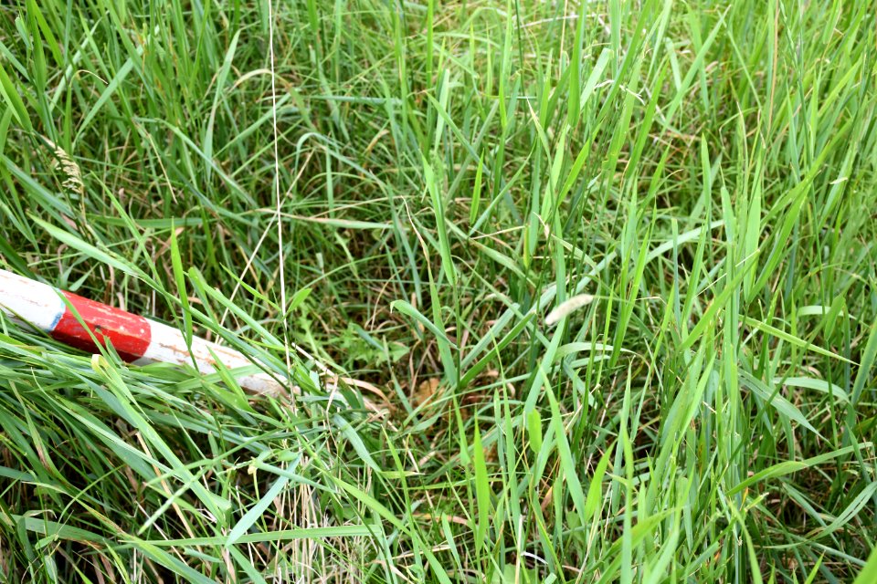 pasture33