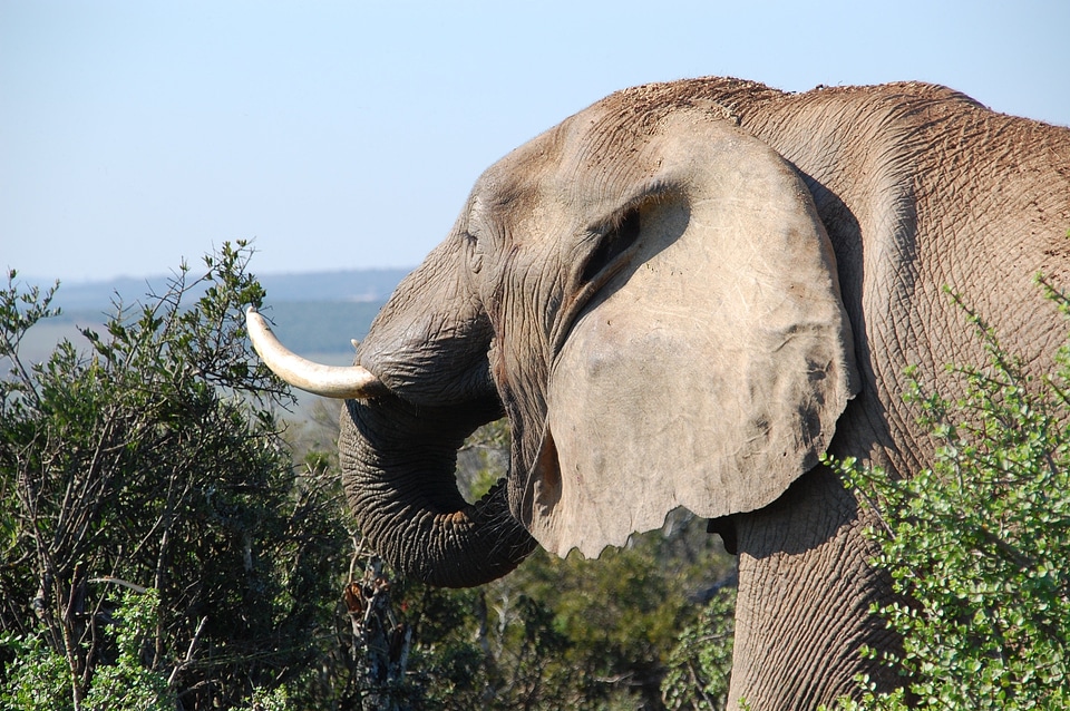Wildlife animals elephant