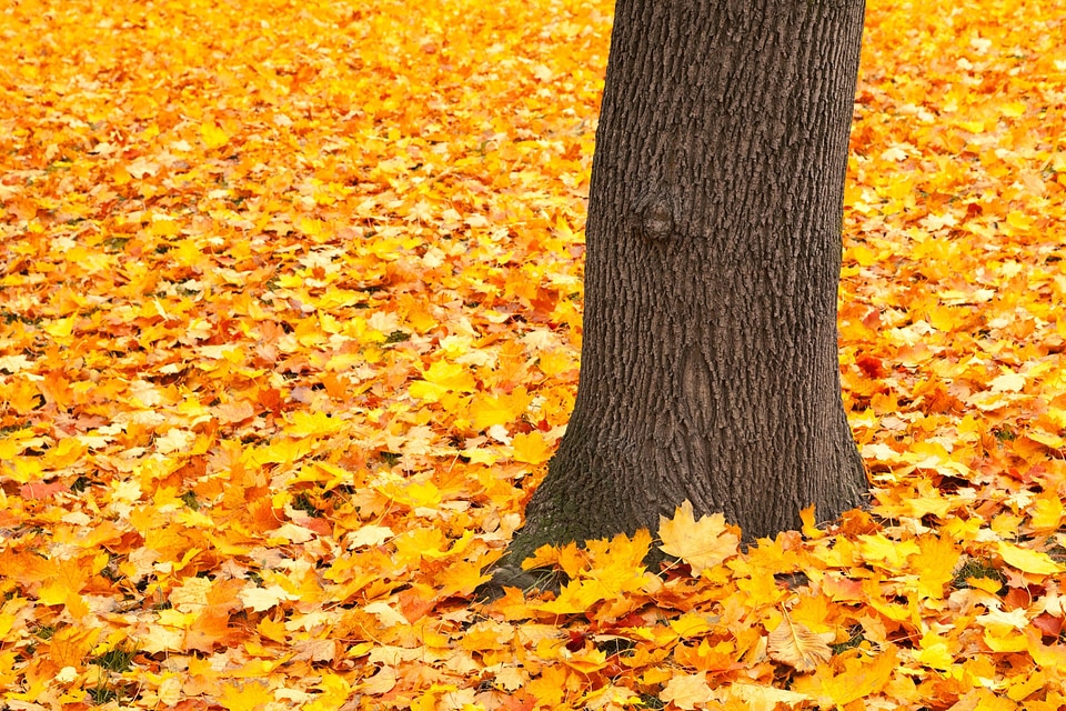Forest golden ground