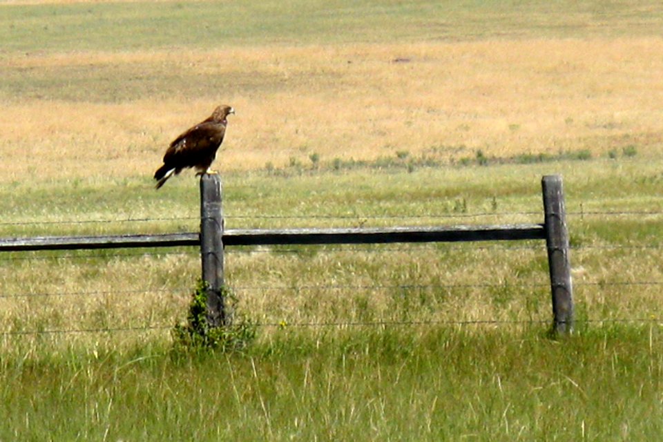 Wildlife100.tif