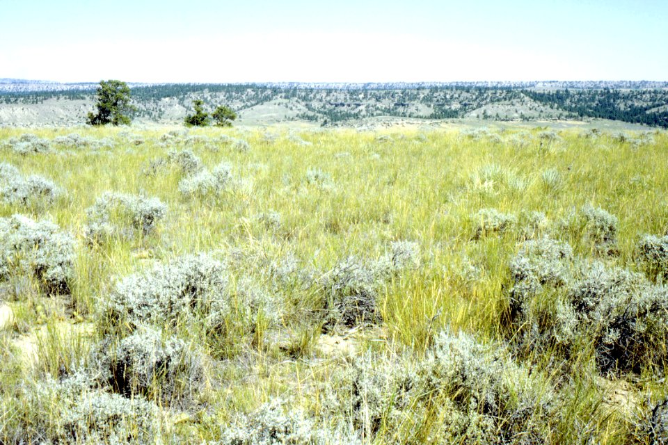 Rangeland110.tif