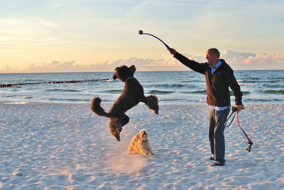 Sea dog play