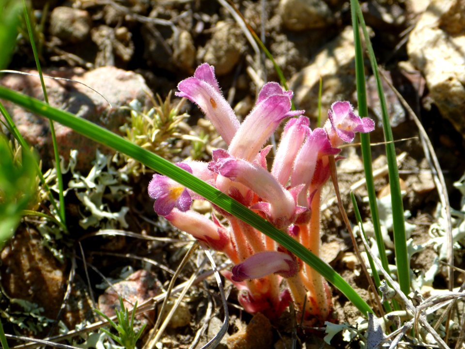 Plants47