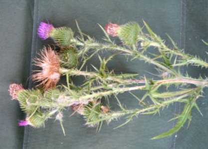 Plants OB 340