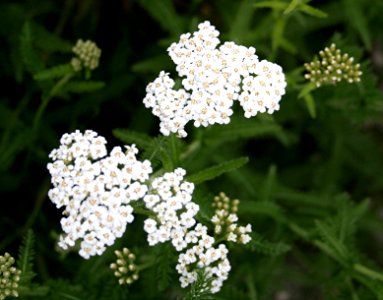 Plants OB 176