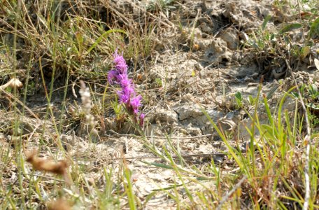 Flowers76