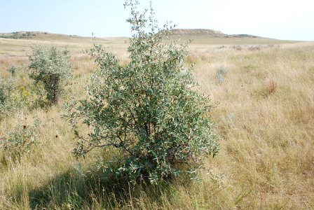 Plants65